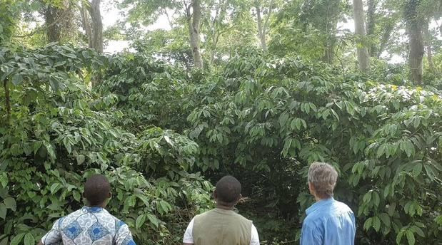 Couverture du film L'arbre providence