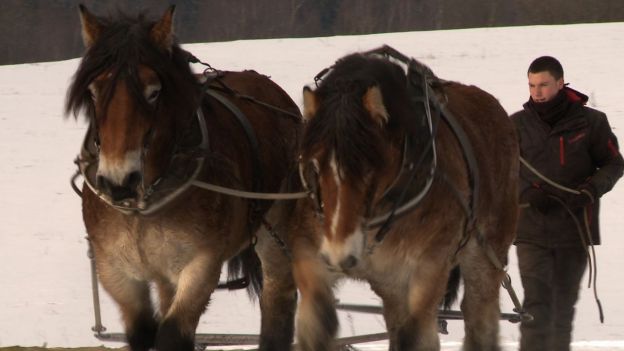 Couverture du film L' Ardennais