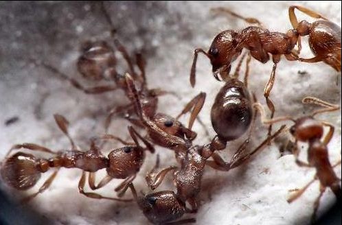 Couverture du film Attaville