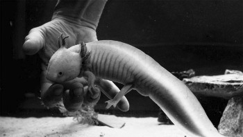 Couverture du film Axolotl