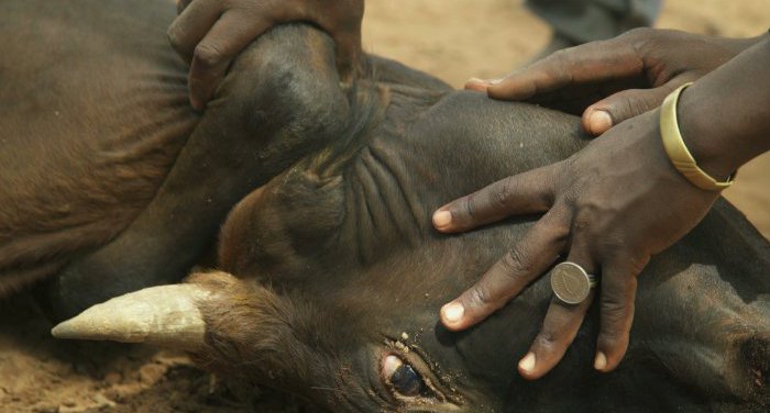 Couverture du film Boli Bana