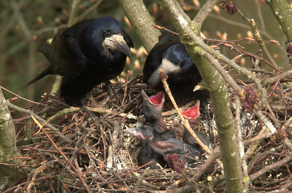 Couverture du film Bruxelles sauvage : le retour des corbeaux