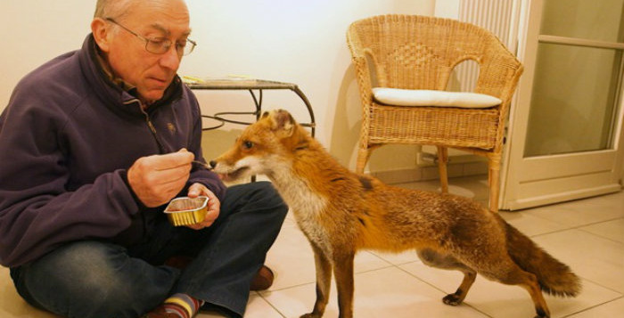 Couverture du film Bruxelles sauvage