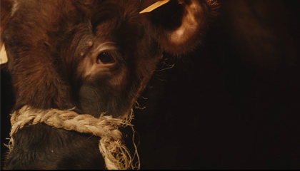 Couverture du film La Chair - Jean Le Peltier