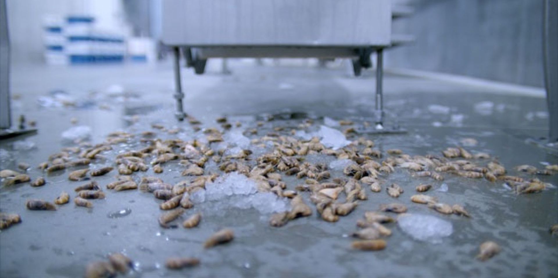 Couverture du film Le Constat de la crevette grise