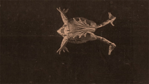 Couverture du film De la planète des humains