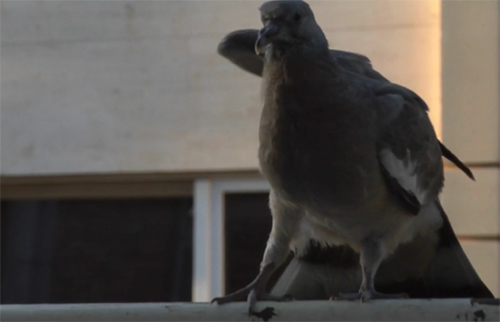 Couverture du film Een Dag Werk