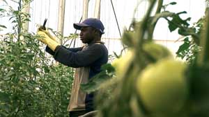 Couverture du film El Ejido, la loi du profit