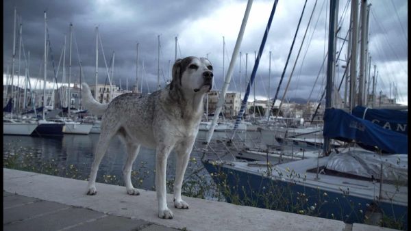 Couverture du film Elezioni