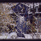 Couverture du film Les Films rêvés