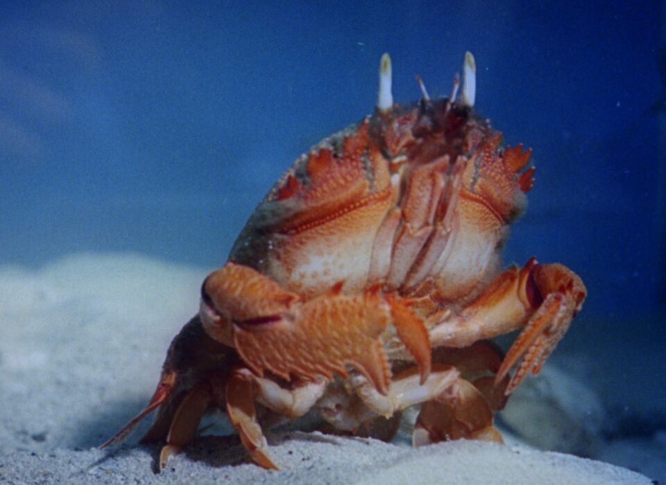 Couverture du film La Grande Barrière de corail