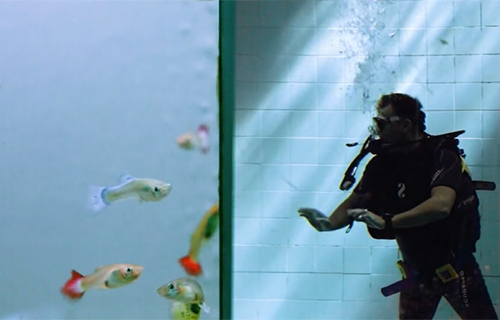 Couverture du film Immersion