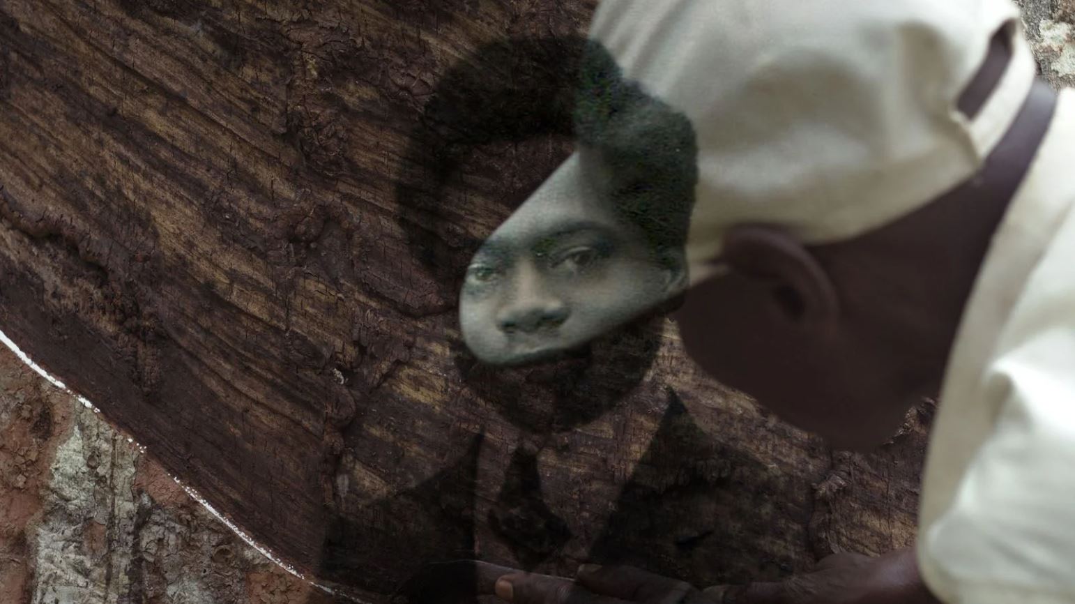 Couverture du film L'Arbre de l'authenticite