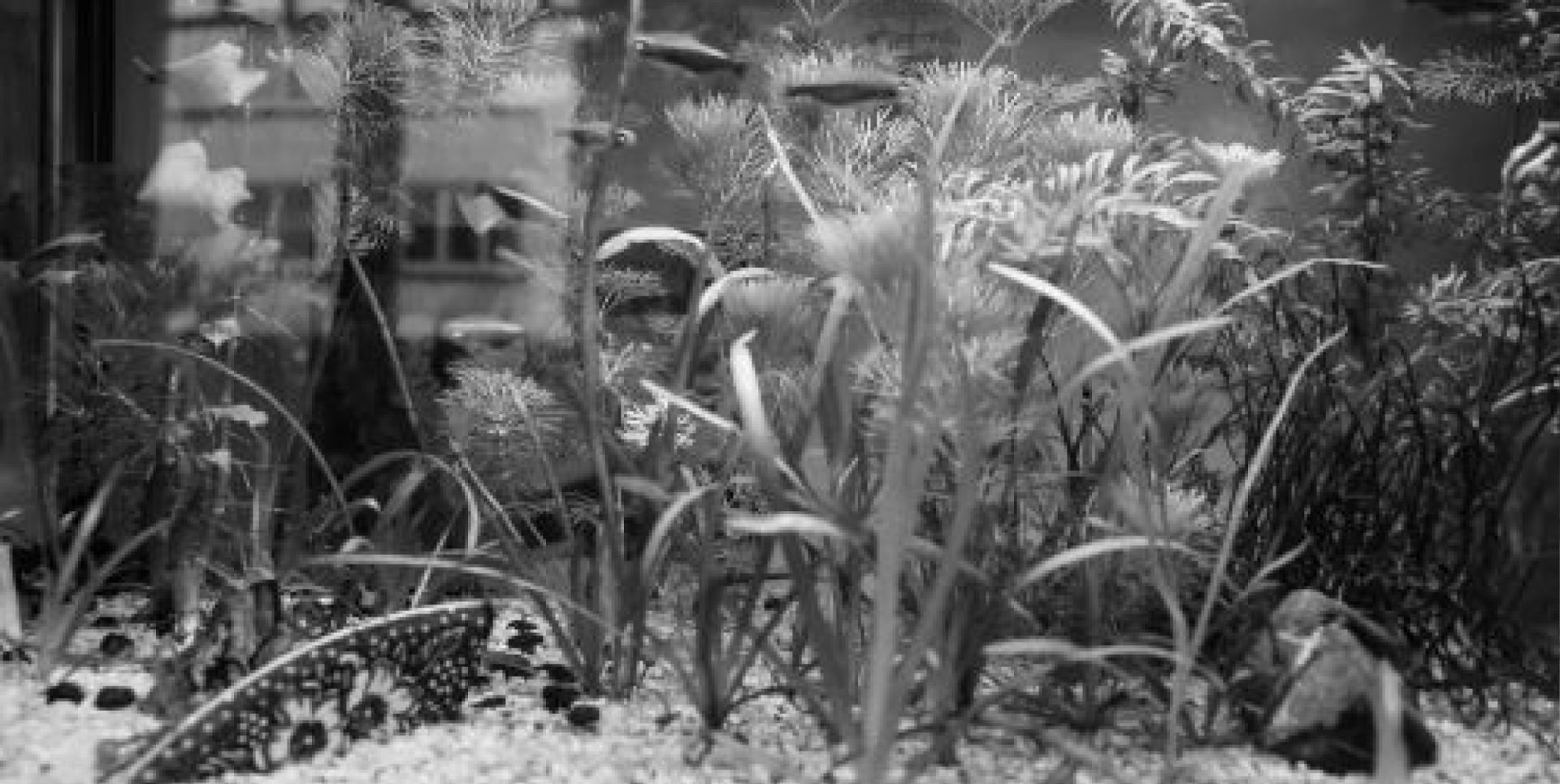 Couverture du film Lettre à Nikola