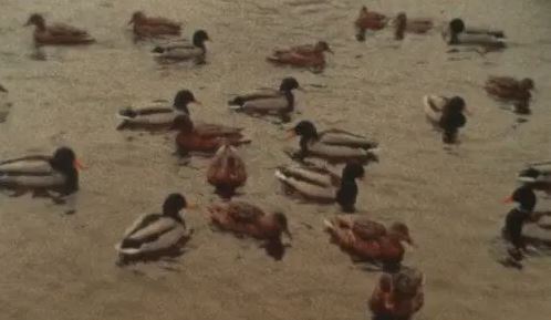 Couverture du film Levures sauvages