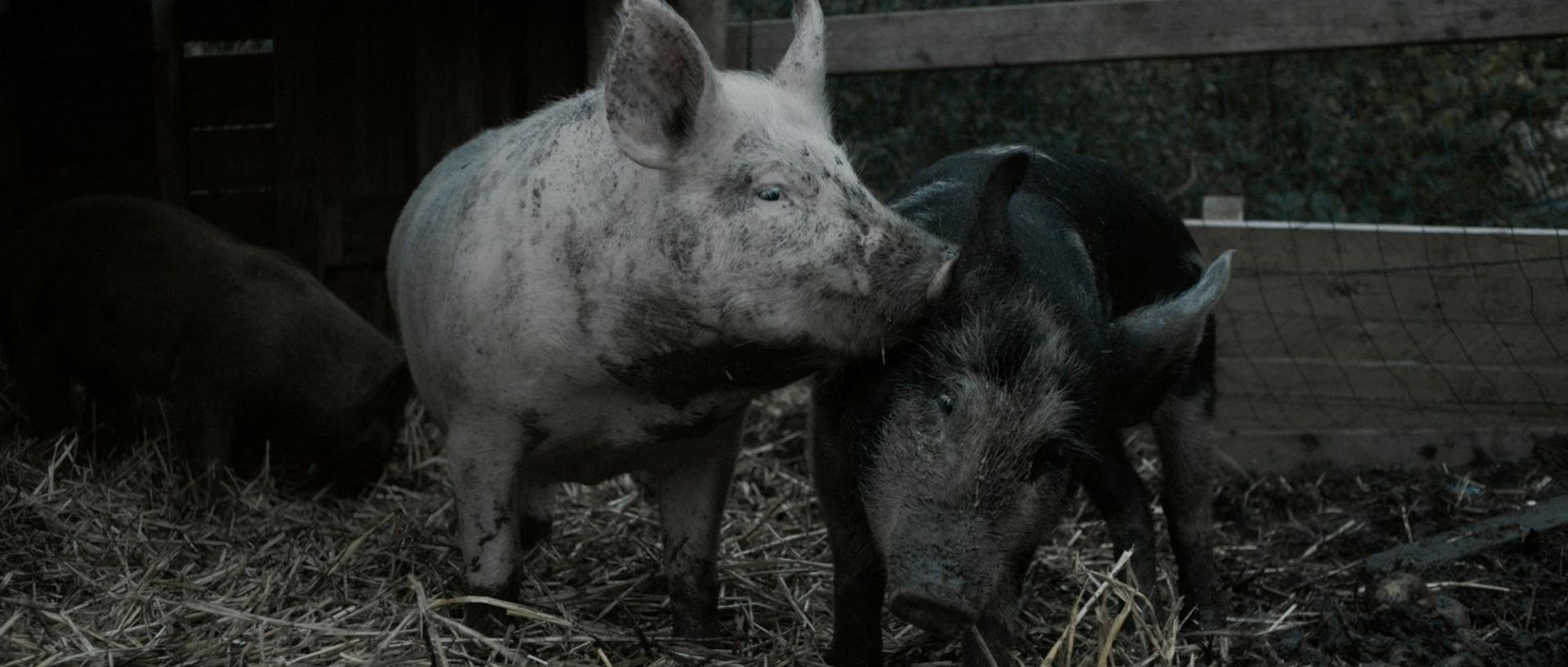 Couverture du film New Pigs on the Block