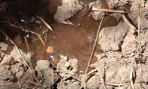 Couverture du film L'Or bleu