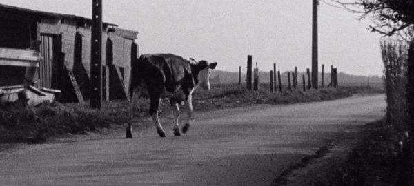 Couverture du film Où la vache a disparu