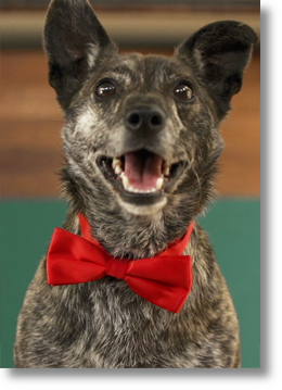 Couverture du film Oui mais non, le compromis à la belge