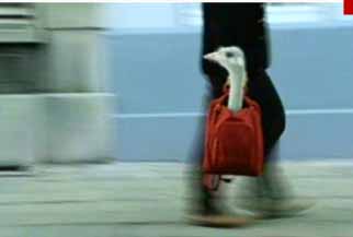 Couverture du film Panamarenko