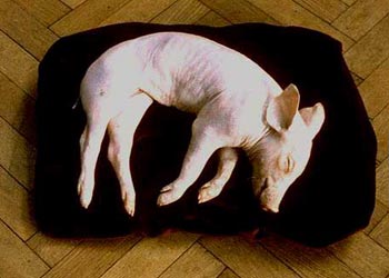 Couverture du film Pensées et visions d'une tête coupée