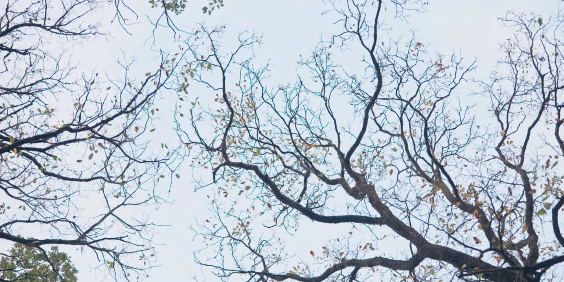 Couverture du film La Sagesse de nos arbres