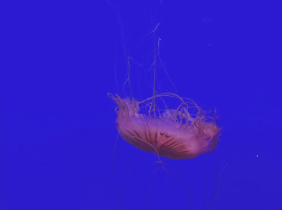 Couverture du film Si tu étais dans mes images