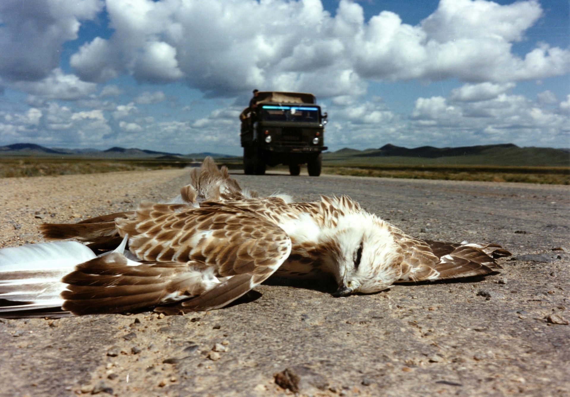 Couverture du film State of Dogs