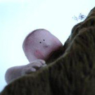 Couverture du film Zachte Planten